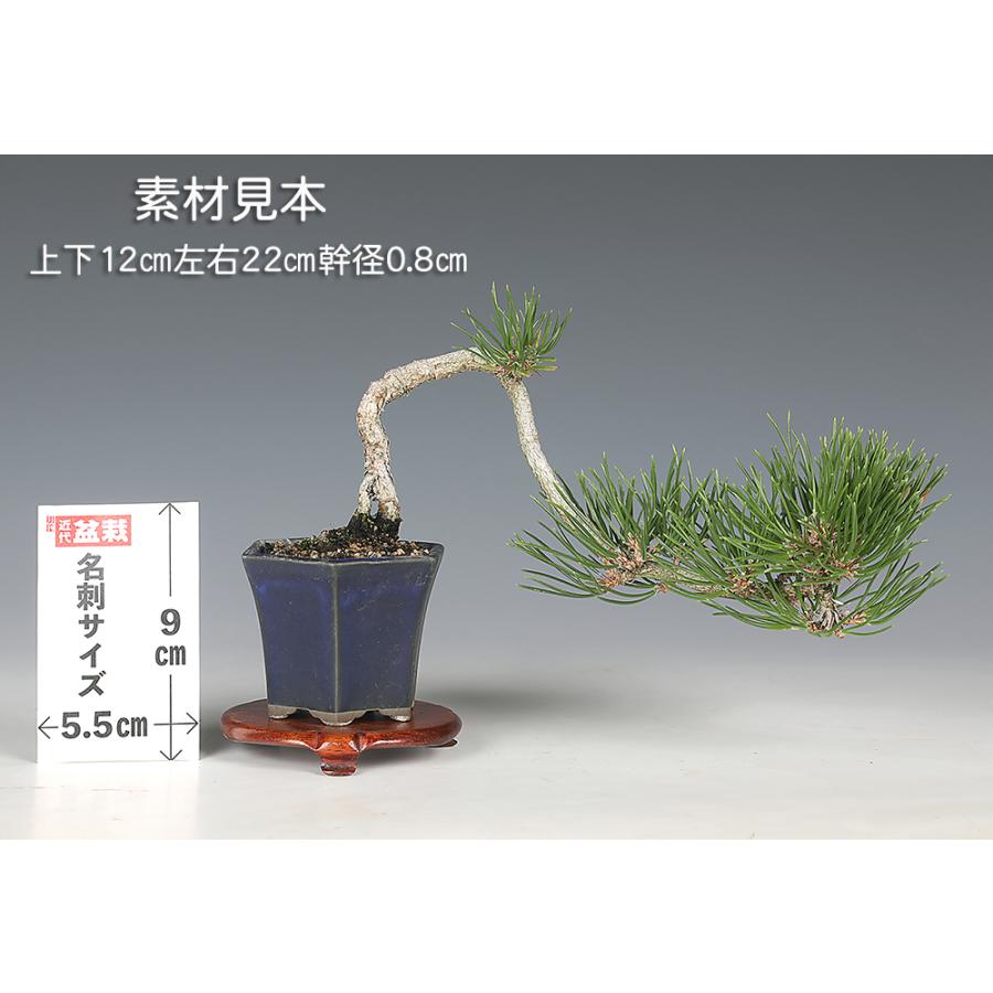 盆栽 黒松 クロマツ 山実生10年生 小品盆栽 ミニ盆栽 懸崖樹 文人木