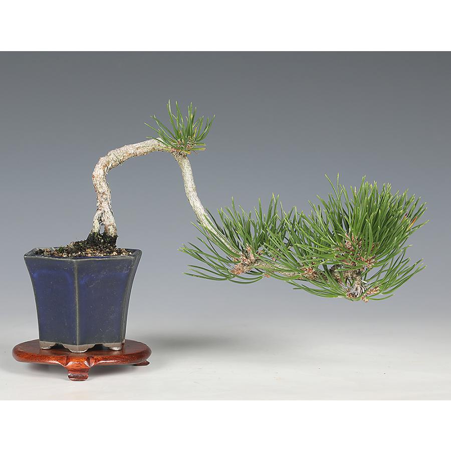 盆栽 黒松 クロマツ 山実生10年生 小品盆栽 ミニ盆栽 懸崖樹 文人木