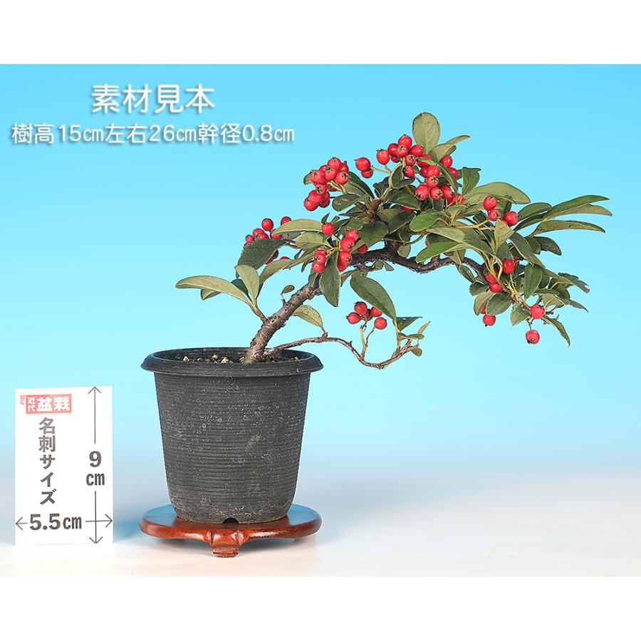 盆栽 コトネアスター 小品盆栽 ミニ盆栽 実物 盆栽素材 : 盆栽彩都