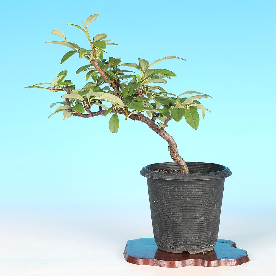 盆栽 コトネアスター 挿し木 5年生 ミニ盆栽 小品盆栽 赤い実 白花 実