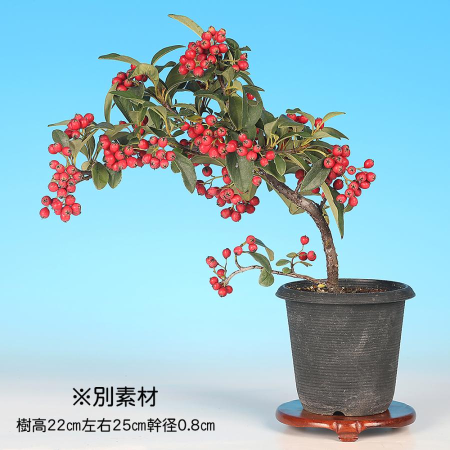 盆栽 コトネアスター 小品盆栽 ミニ盆栽 実物 盆栽素材 : 盆栽彩都