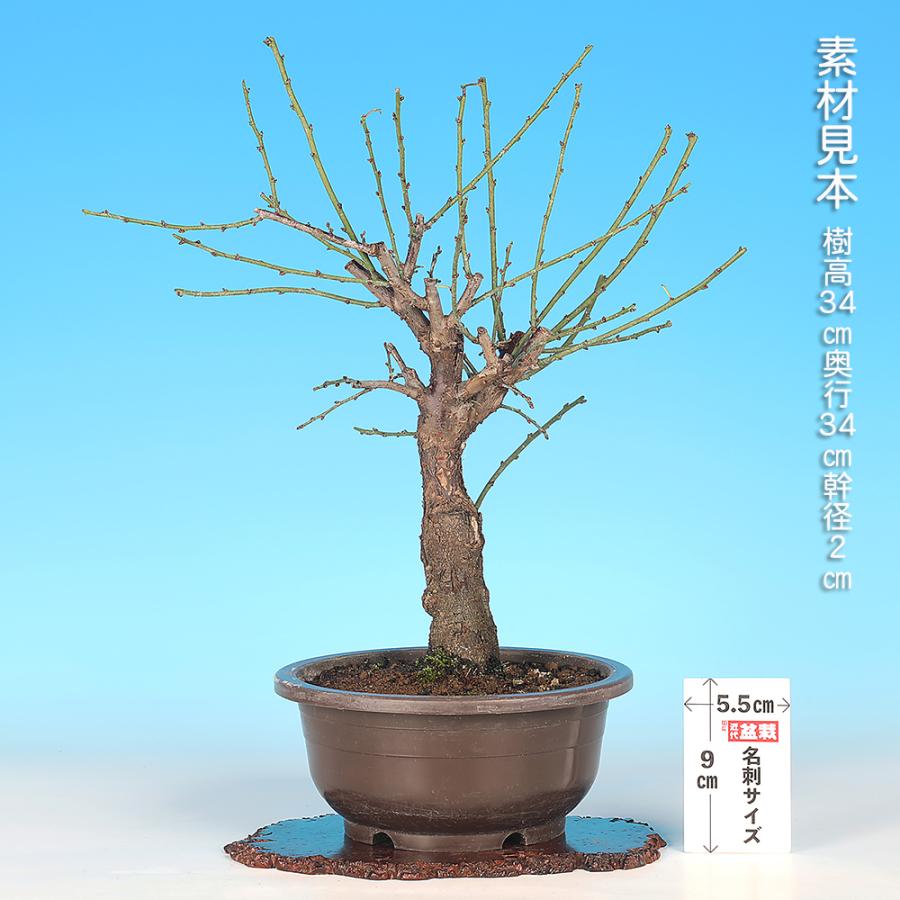 ぷりん　梅　思いのまま　盆栽　２本 盆栽 梅 思いのまま ウメ オモイノママ 輪 りん 花物盆栽 盆栽素材