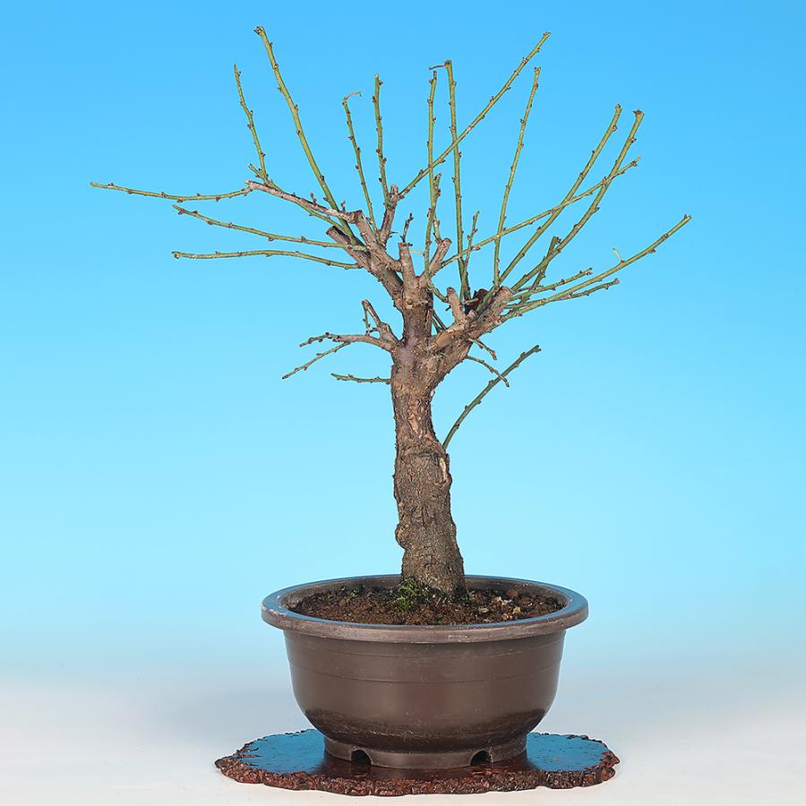 盆栽 梅 思いのまま ウメ オモイノママ 輪 りん 花物盆栽 盆栽素材