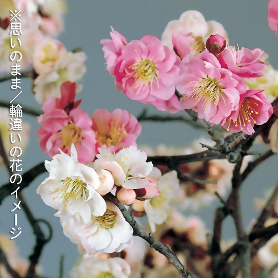盆栽 梅 思いのまま ウメ オモイノママ 輪 りん 花物盆栽 盆栽素材