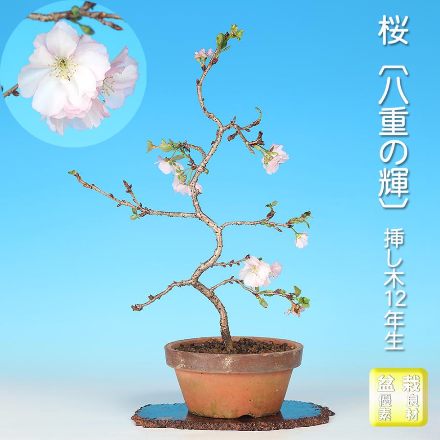 盆栽 桜 八重の輝 サクラ さくら 花物盆栽 模様木 中品盆栽 盆栽素材