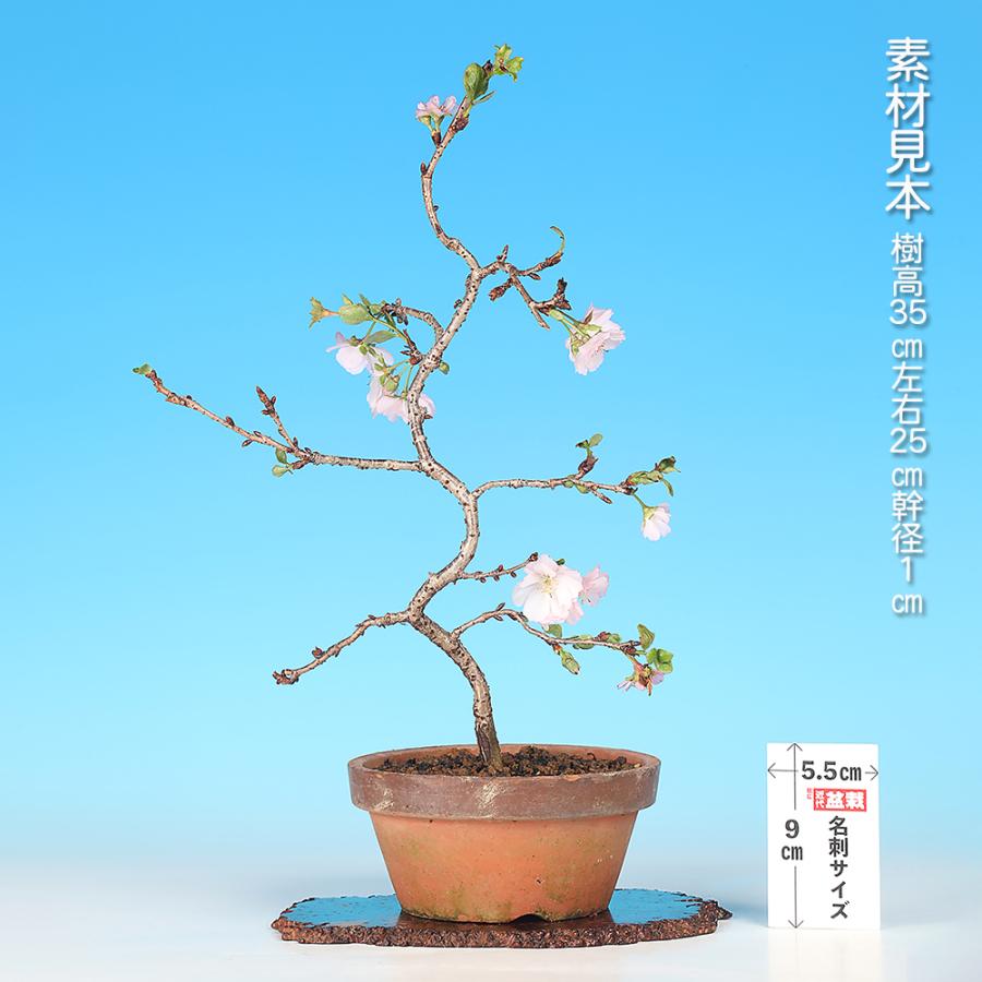 桜　(彼岸桜)　[斜幹木]　中品盆栽素材 盆栽 桜 八重の輝 サクラ さくら 花物盆栽 模様木 中品盆栽 盆栽素材