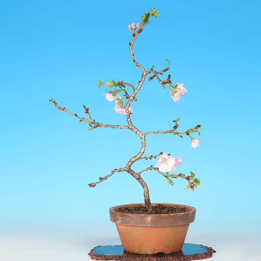 盆栽 桜 八重の輝 サクラ さくら 花物盆栽 模様木 中品盆栽 盆栽素材