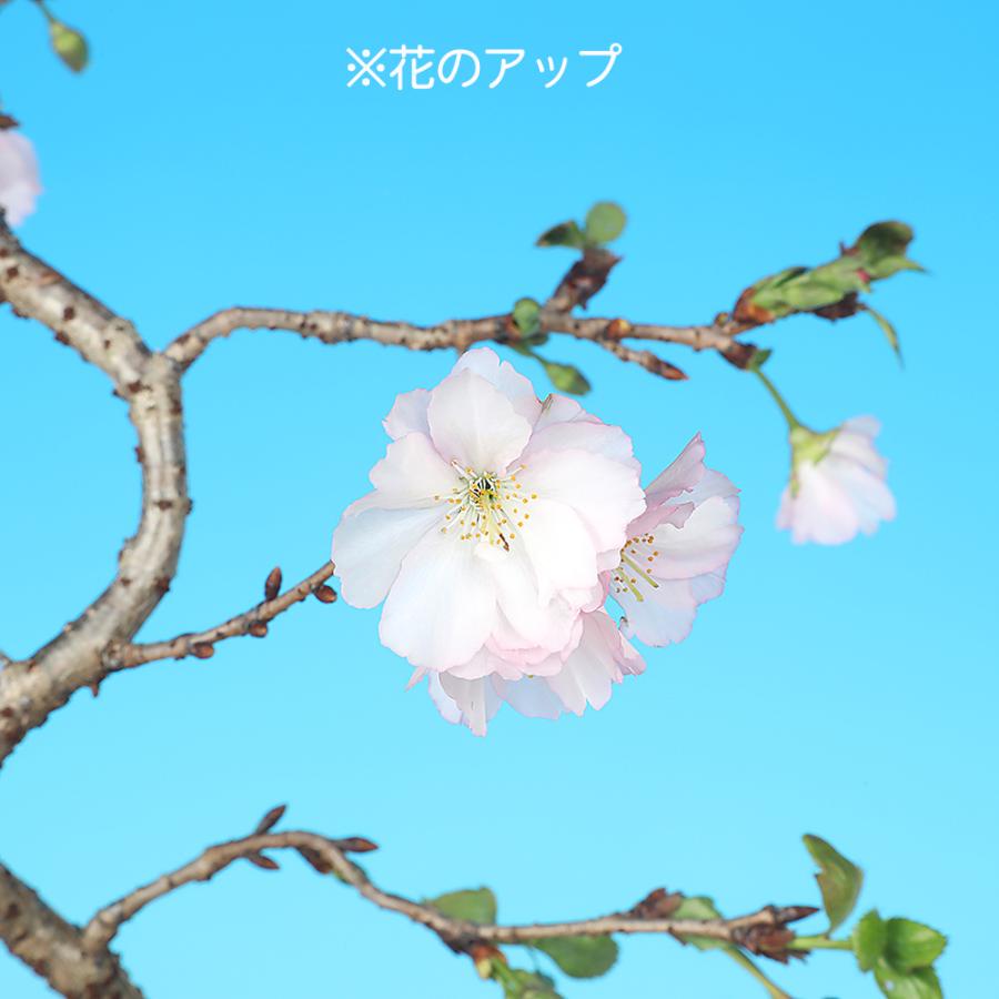 盆栽 桜 八重の輝 サクラ さくら 花物盆栽 模様木 中品盆栽 盆栽素材