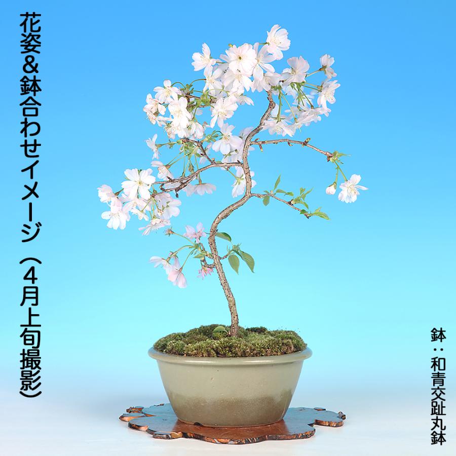 桜盆栽 桜 八重の輝 挿し木12年生 中品盆栽 花物盆栽 サクラ さくら