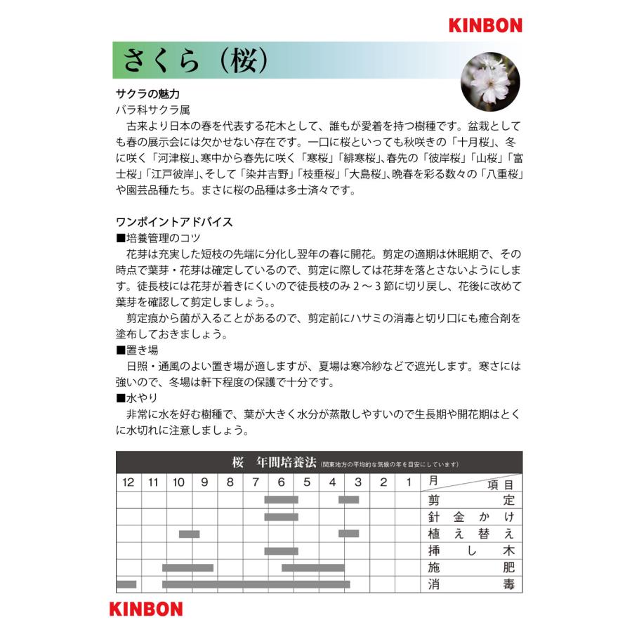 盆栽 桜 八重の輝 サクラ さくら 花物盆栽 模様木 中品盆栽 盆栽素材