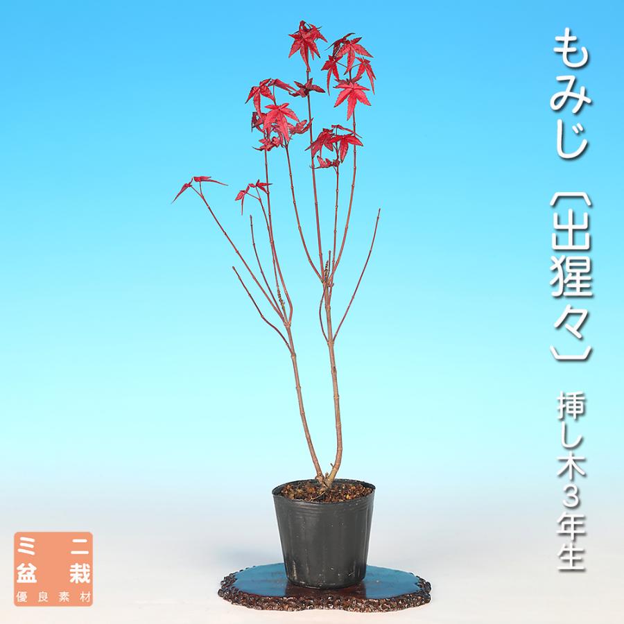 盆栽 もみじ 出猩々 イロハモミジ 挿し木3年生 鮮烈な赤い芽出し 紅葉 落葉樹 葉物盆栽 本格素材 観賞用 盆栽素材 初心者〜上級者向け（Yahoo!・盆栽彩都ヤフー店）
