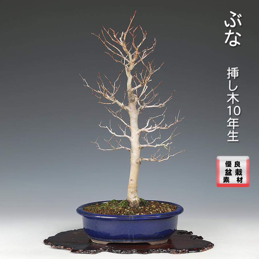黒山毛欅（クロブナ）盆栽 SS003 盆栽 ぶな 山毛欅 葉物盆栽 中品盆栽 盆栽素材 : 盆栽彩都ヤフー店
