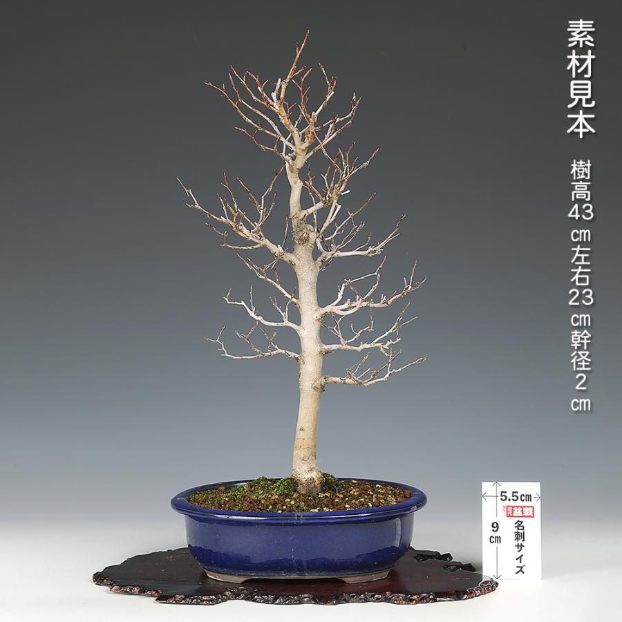 黒山毛欅（クロブナ）盆栽 SS003 盆栽 ぶな 山毛欅 葉物盆栽 中品盆栽 盆栽素材 : 盆栽彩都ヤフー店