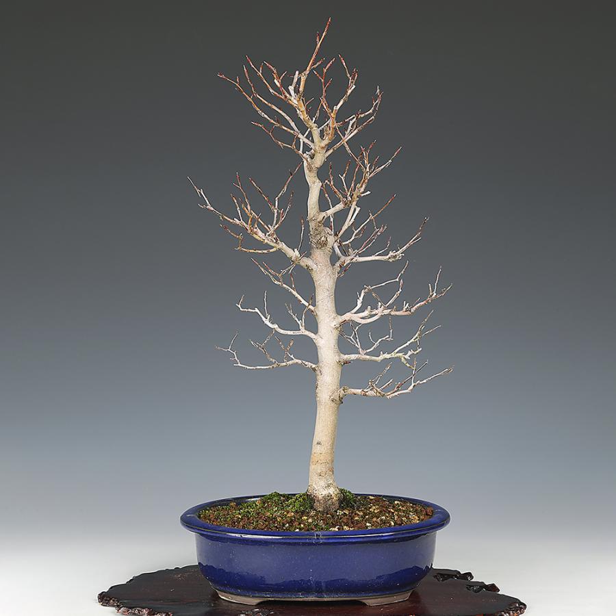 盆栽 ぶな 山毛欅 葉物盆栽 中品盆栽 盆栽素材 : 盆栽彩都ヤフー店