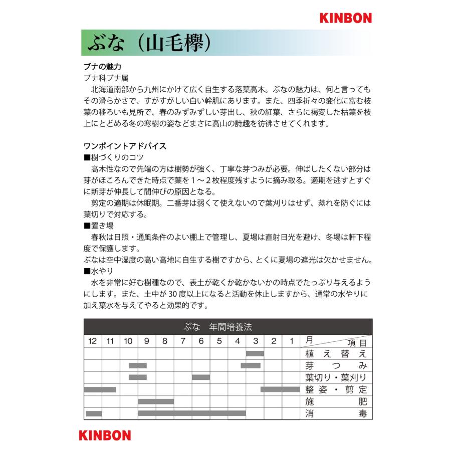 盆栽 ぶな 山毛欅 葉物盆栽 中品盆栽 盆栽素材 : 盆栽彩都ヤフー店