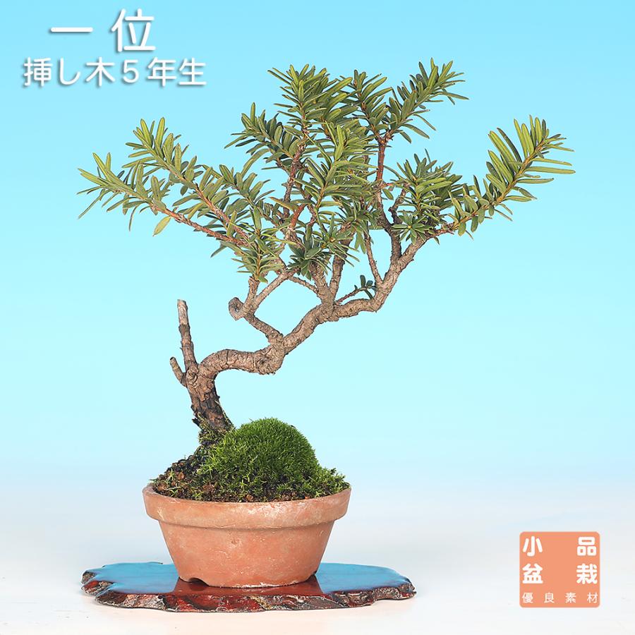 盆栽 一位 イチイ いちい 小品盆栽 ミニ盆栽 模様木 盆栽素材（Yahoo!・盆栽彩都ヤフー店）