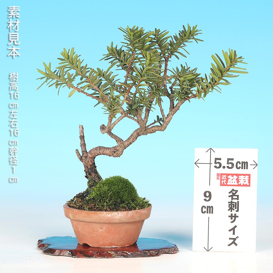 盆栽 一位 イチイ いちい 小品盆栽 ミニ盆栽 模様木 盆栽素材 : 盆栽彩