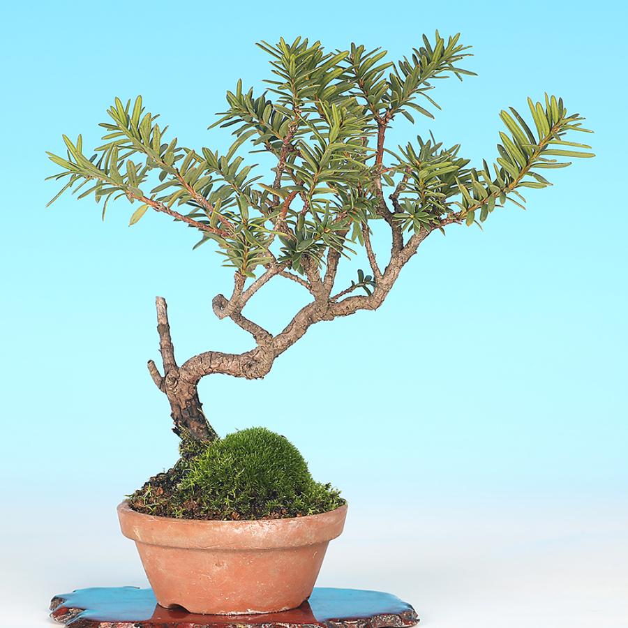 盆栽 一位 イチイ いちい 小品盆栽 ミニ盆栽 模様木 盆栽素材 : 盆栽彩