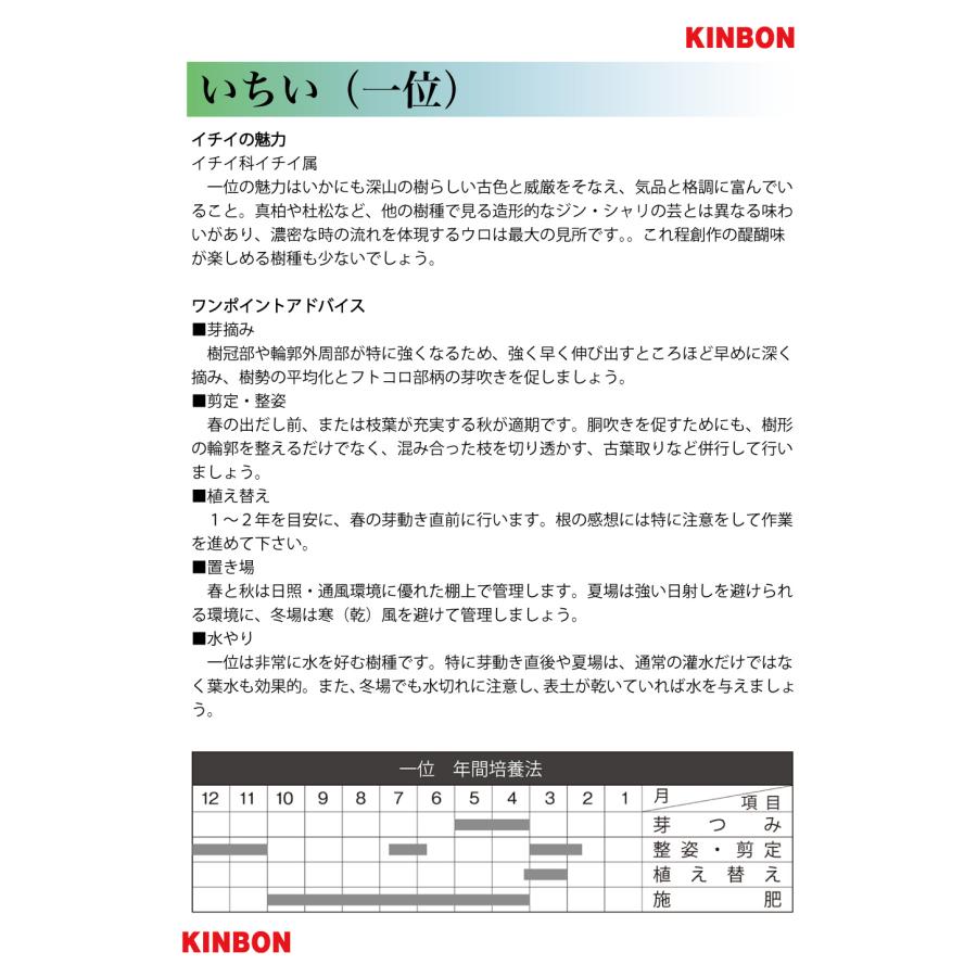 盆栽 一位 イチイ いちい 小品盆栽 ミニ盆栽 模様木 盆栽素材 : 盆栽彩