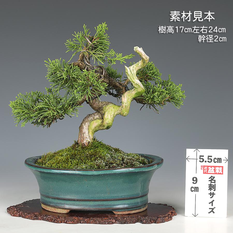 盆栽 真柏 シンパク しんぱく 小品盆栽 ミニ盆栽 模様木 盆栽素材