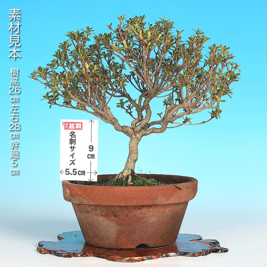 皐月　盆栽　さつき　大品　白花　5/15撮影 盆栽 皐月 小太郎 挿し木5年生 サツキ さつき 花物盆栽 白地に紅色系