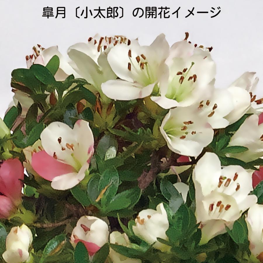 盆栽 皐月 小太郎 挿し木5年生 サツキ さつき 花物盆栽 白地に紅色系