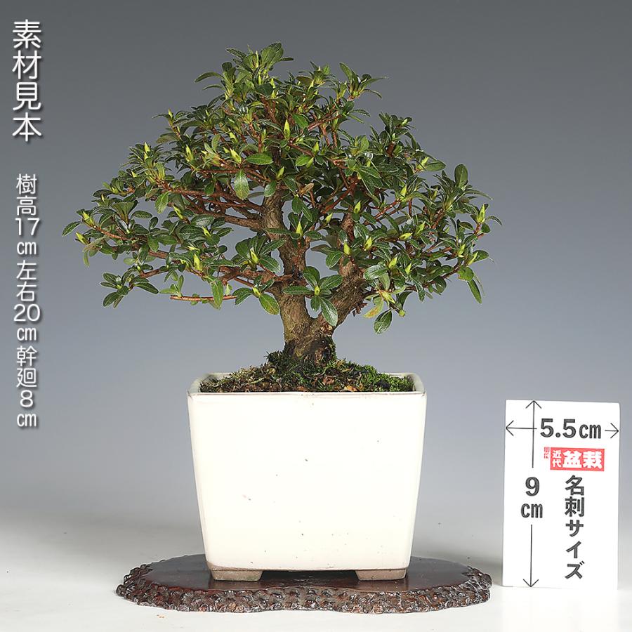 盆栽 皐月 明美の月 挿し木10年生 サツキ さつき 花物盆栽 丈夫で育て