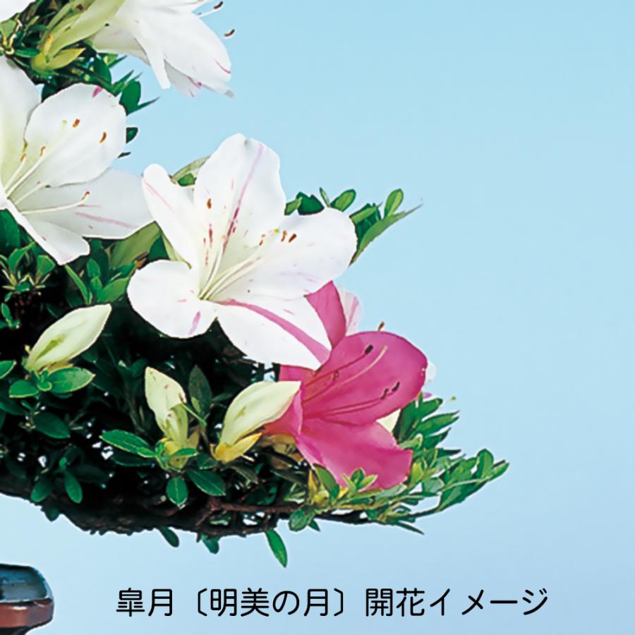 盆栽 皐月 明美の月 挿し木10年生 サツキ さつき 花物盆栽 丈夫で育て