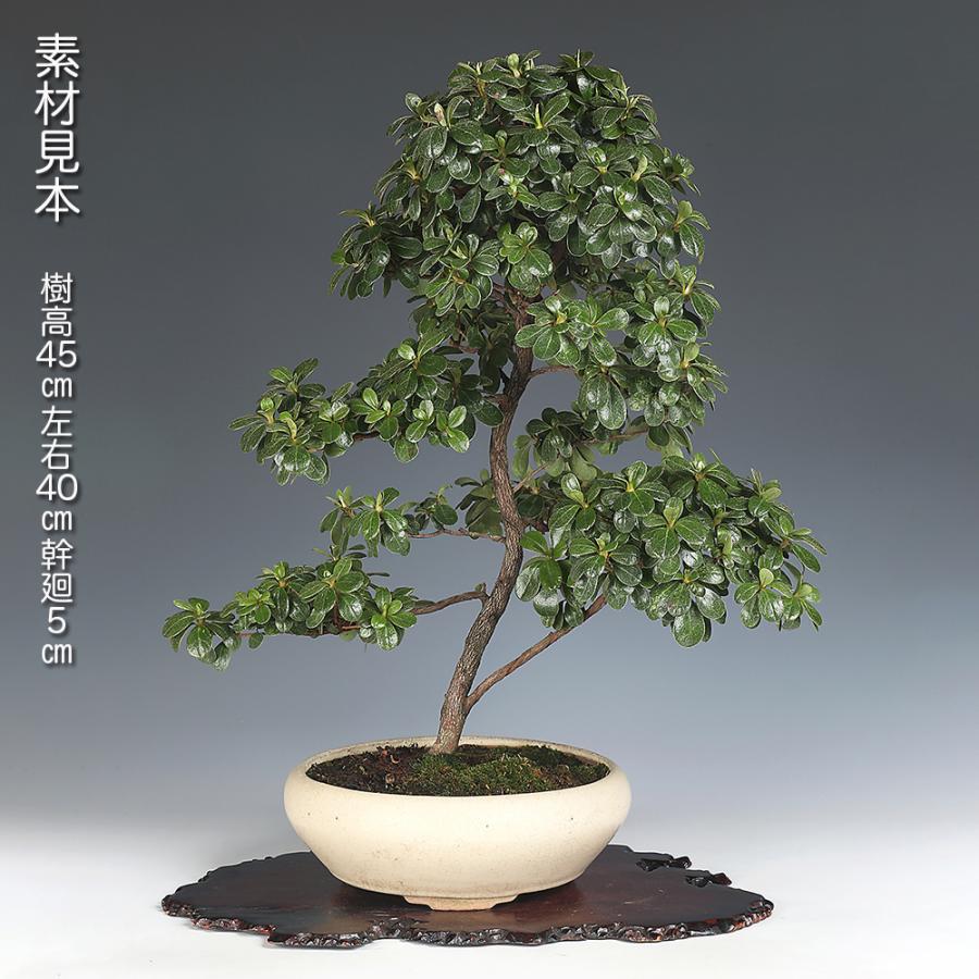 皐月盆栽素材 盆栽 皐月 薫風 挿し木7年生 サツキ さつき 花物盆栽 紫花 中輪花 丈夫