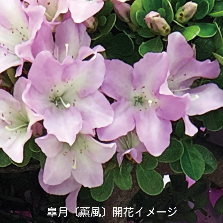 皐月盆栽素材 ピンクお花 【公式通販】