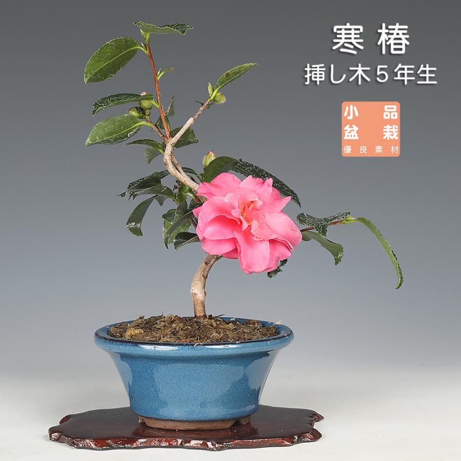 椿　盆栽　寒椿　一重赤 盆栽 寒椿 カンツバキ かんつばき 赤花 白花 八重咲 小品盆栽 ミニ盆栽