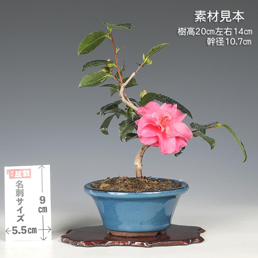 盆栽 寒椿 カンツバキ かんつばき 赤花 白花 八重咲 小品盆栽 ミニ盆栽 
