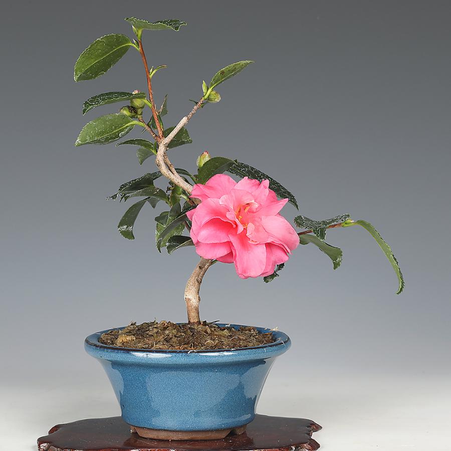 椿　盆栽仕立て　接ぎ木　赤白八重大輪花弁 imgrc0098587252.jpg