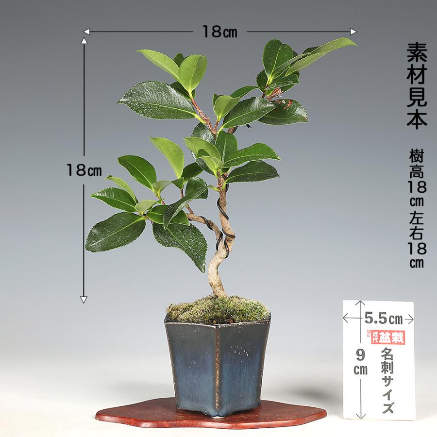 盆栽 寒椿 挿し木 5年生 カンツバキ 花盆栽 鉢植え 椿 ツバキ つばき
