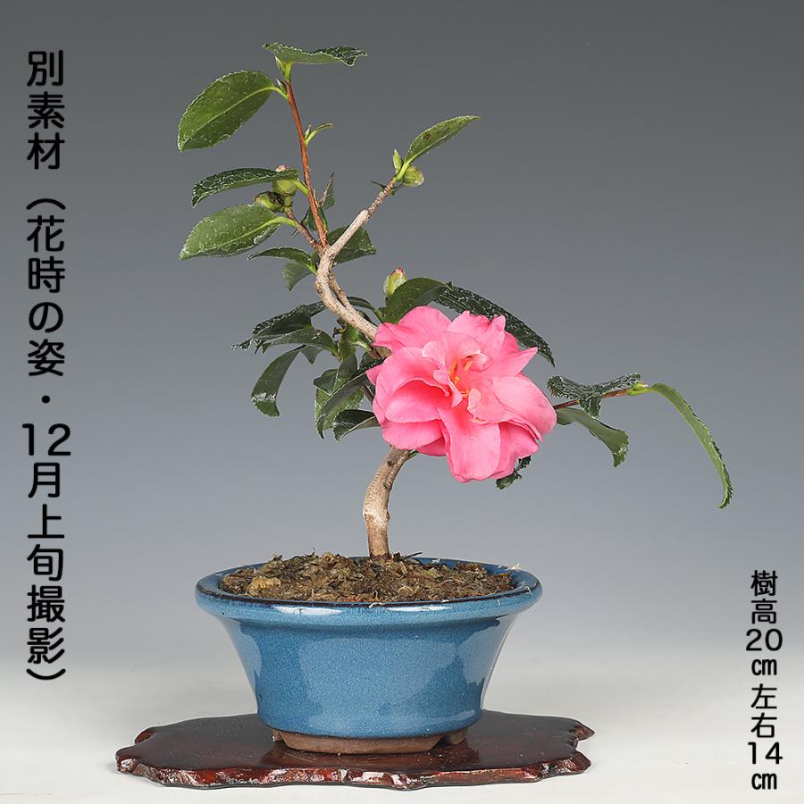 盆栽 寒椿 挿し木 5年生 カンツバキ 花盆栽 鉢植え 椿 ツバキ つばき