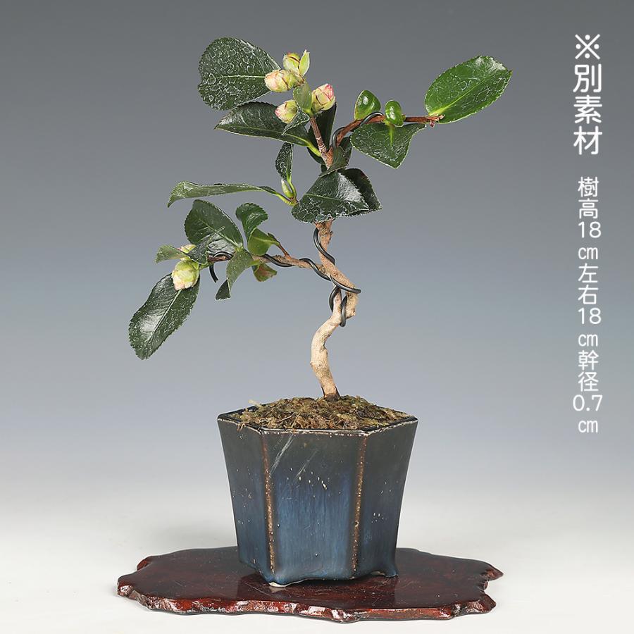 椿　盆栽　寒椿　一重赤 盆栽 寒椿 カンツバキ かんつばき 赤花 白花 八重咲 小品盆栽 ミニ盆栽