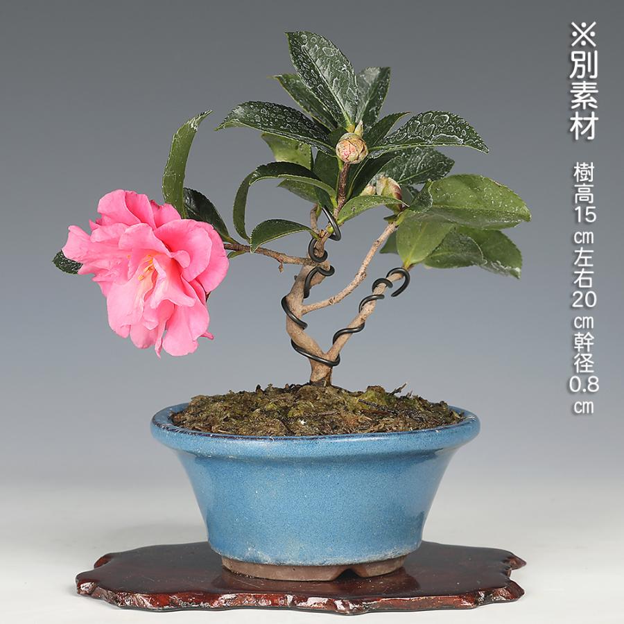 盆栽 寒椿 カンツバキ かんつばき 赤花 白花 八重咲 小品盆栽 ミニ盆栽