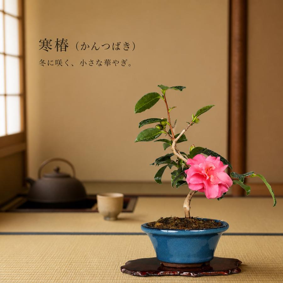 盆栽 寒椿 挿し木 5年生 カンツバキ 花盆栽 鉢植え 椿 ツバキ つばき