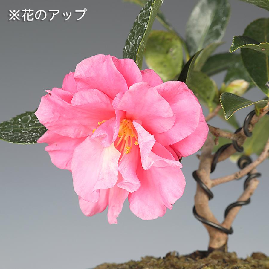 椿　盆栽　寒椿　一重赤 盆栽 椿 藪椿 樹高 上下 約45cm つばき Camellia japonica ツバキ 赤