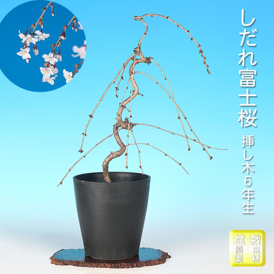 中品 枝垂れ桜 盆栽 盆栽 しだれ富士桜 枝垂れ桜 サクラ さくら 花物盆栽 中品盆栽 盆栽