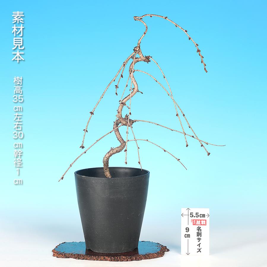 盆栽 しだれ富士桜 枝垂れ桜 サクラ さくら 花物盆栽 中品盆栽 盆栽 