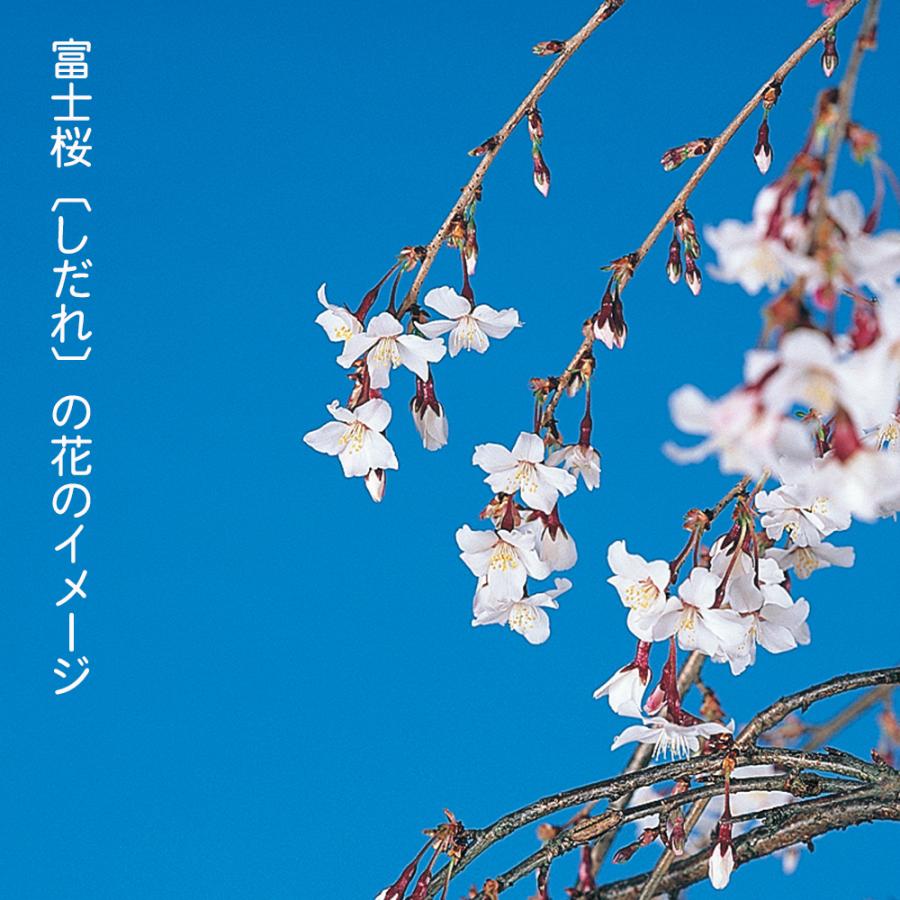 盆栽 しだれ富士桜 枝垂れ桜 サクラ さくら 花物盆栽 中品盆栽 盆栽 