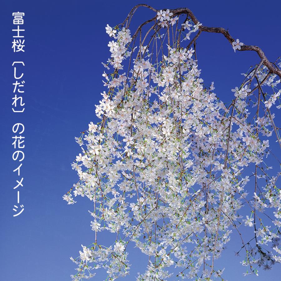 盆栽 しだれ富士桜 枝垂れ桜 サクラ さくら 花物盆栽 中品盆栽 盆栽