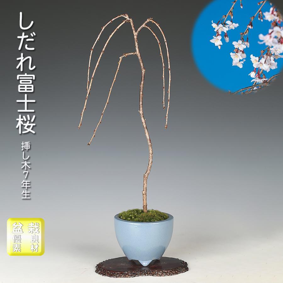 盆栽 しだれ富士桜 シダレ 枝垂れ サクラ さくら 化粧鉢入り 挿し木7