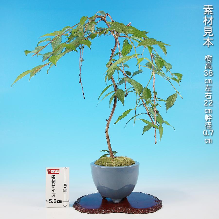 しだれ桜 ( 富士桜 ) 盆栽 盆栽 しだれ富士桜 シダレ 枝垂れ サクラ さくら 化粧鉢入り 挿し木7