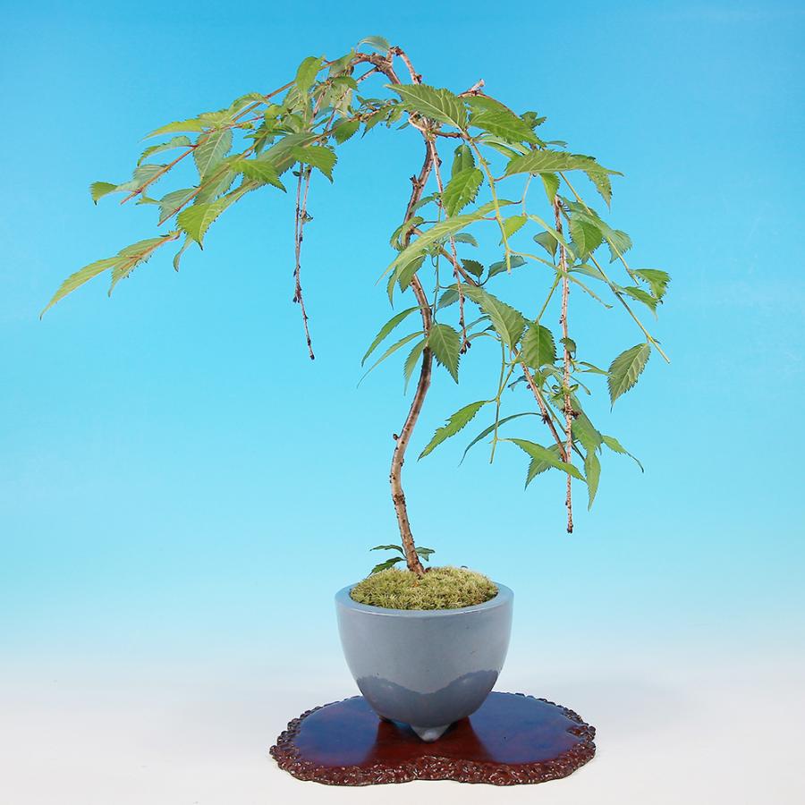 盆栽 しだれ富士桜 シダレ 枝垂れ サクラ さくら 化粧鉢入り 挿し木7