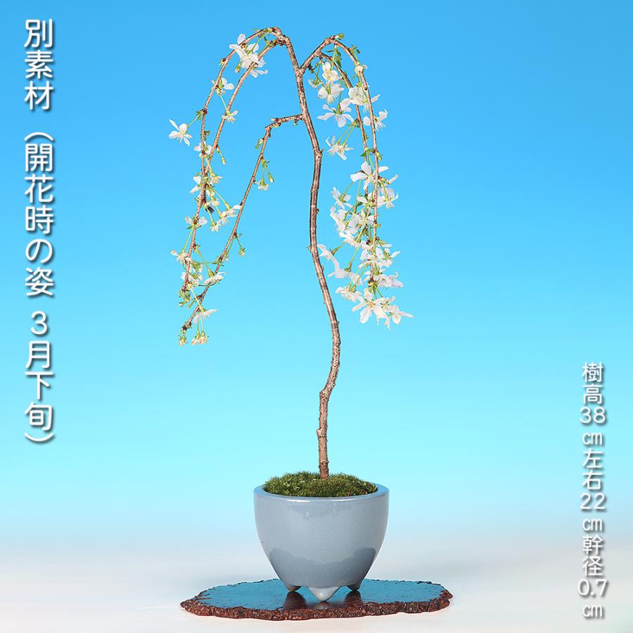 盆栽 しだれ富士桜 シダレ 枝垂れ サクラ さくら 化粧鉢入り 挿し木7