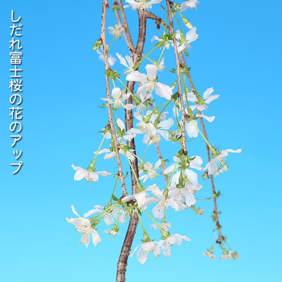 盆栽 しだれ富士桜 シダレ 枝垂れ サクラ さくら 化粧鉢入り 挿し木7