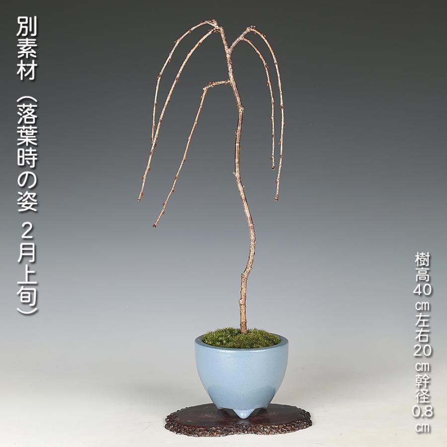 盆栽 しだれ富士桜 シダレ 枝垂れ サクラ さくら 化粧鉢入り 挿し木7