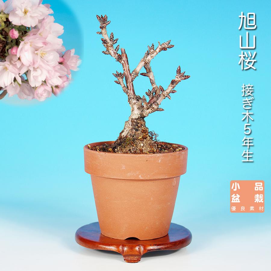盆栽 旭山桜 サクラ さくら 接ぎ木5年生 八重咲き 一才性 小型の桜 花付きが良い 盆栽素材 小品盆栽 ミニ盆栽 雑木盆栽 花物盆栽 初心者も楽しめる（Yahoo!・盆栽彩都ヤフー店）